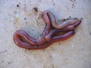 lombric-reproduction.jpg