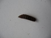 larve-mouche.jpg