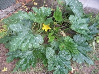 pied-de-courgette.jpg