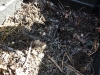 01-compost-en-formation.jpg