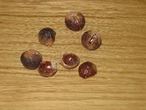 noix-de-lavage.jpg